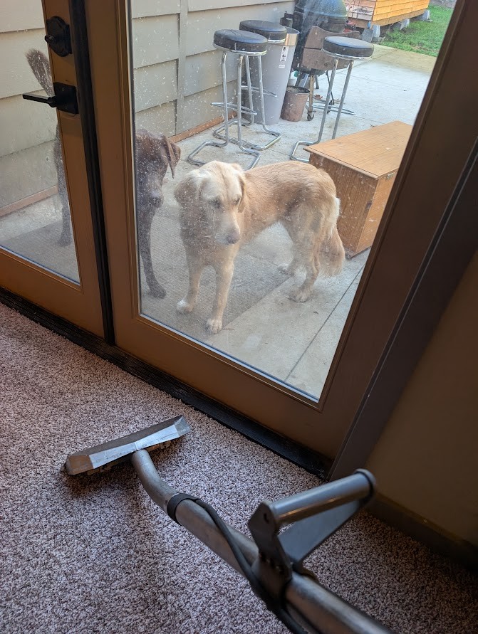 Honey and Palmer watching Gavin steam clean living room carpets through a patio door in Bellingham's Alabama neighborhood